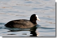 foulque